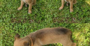 6 German Sheprador puppies