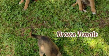 6 German Sheprador puppies