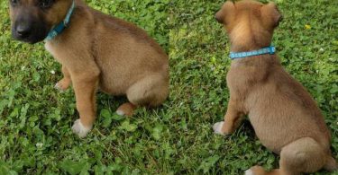 6 German Sheprador puppies