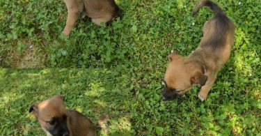 6 German Sheprador puppies