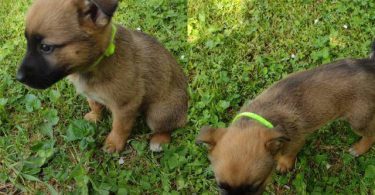 6 German Sheprador puppies