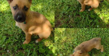 6 German Sheprador puppies
