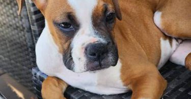 Cute Boxer Puppies for sale