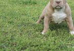3 ABKC American Bully puppies for sale