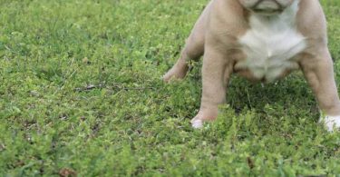 3 ABKC American Bully puppies for sale