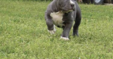 3 ABKC American Bully puppies for sale
