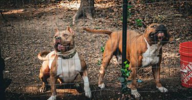 3 ABKC American Bully puppies for sale