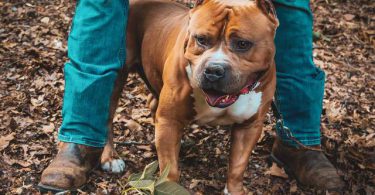 3 ABKC American Bully puppies for sale