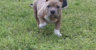 3 ABKC American Bully puppies for sale