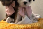 3 cheap Schnoodle puppies