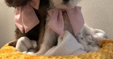 3 cheap Schnoodle puppies