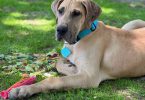 Great Dane Puppy 'Scooby' Needs Loving Home