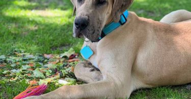 Great Dane Puppy 'Scooby' Needs Loving Home