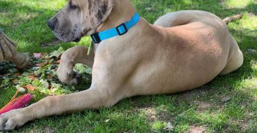 Great Dane Puppy 'Scooby' Needs Loving Home