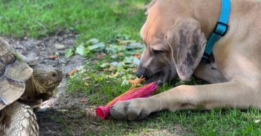 Great Dane Puppy 'Scooby' Needs Loving Home