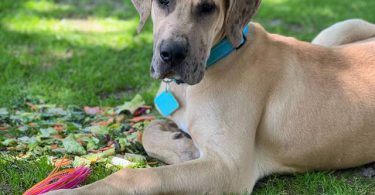 Great Dane Puppy 'Scooby' Needs Loving Home