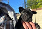 2 male French bulldog puppies for sale
