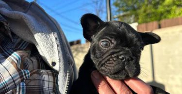 2 male French bulldog puppies for sale