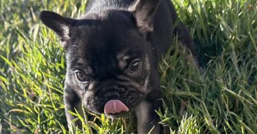 2 male French bulldog puppies for sale