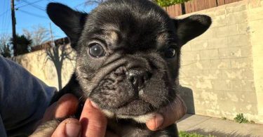 2 male French bulldog puppies for sale