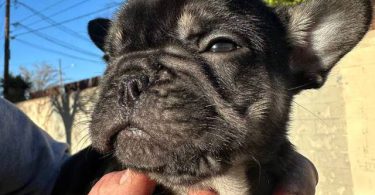 2 male French bulldog puppies for sale