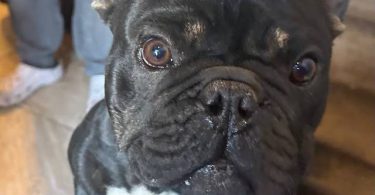 2 male French bulldog puppies for sale