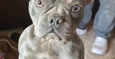 2 male French bulldog puppies for sale