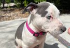Pitbull puppies ready for new homes