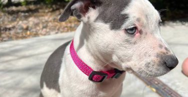 Pitbull puppies ready for new homes