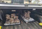 1 boy & 1 girl Weimaraner puppy