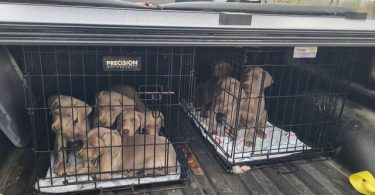 1 boy & 1 girl Weimaraner puppy