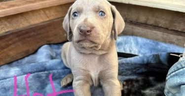 1 boy & 1 girl Weimaraner puppy