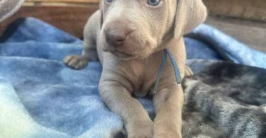 1 boy & 1 girl Weimaraner puppy