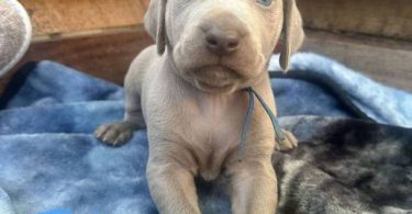 1 boy & 1 girl Weimaraner puppy
