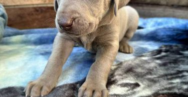 1 boy & 1 girl Weimaraner puppy