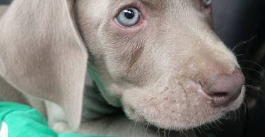 1 boy & 1 girl Weimaraner puppy