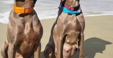 1 boy & 1 girl Weimaraner puppy