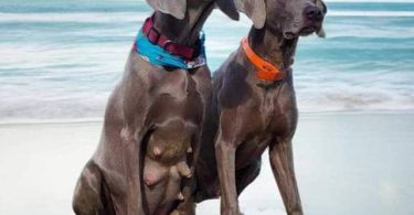 1 boy & 1 girl Weimaraner puppy