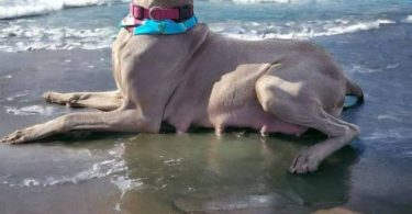1 boy & 1 girl Weimaraner puppy