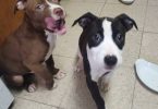 Cute black and white pit bull puppy