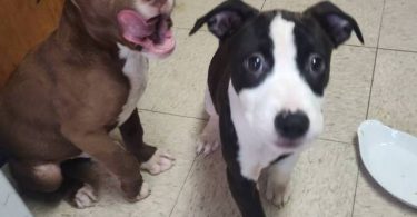 Cute black and white pit bull puppy