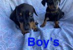 6 Doberman Pinschers for sale