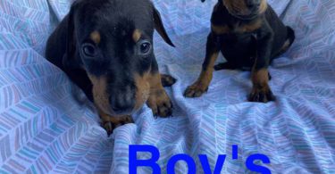 6 Doberman Pinschers for sale