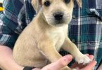 2 Jack Russell Chi puppies