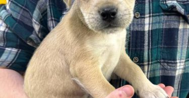 2 Jack Russell Chi puppies