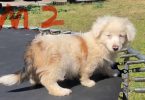 Corgi Aussie Mix Puppies