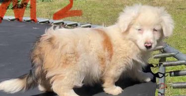 Corgi Aussie Mix Puppies