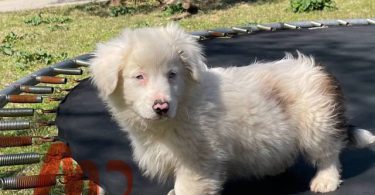 Corgi Aussie Mix Puppies