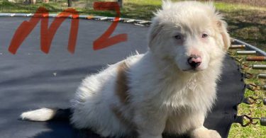 Corgi Aussie Mix Puppies