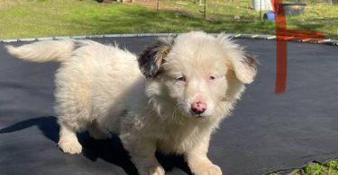Corgi Aussie Mix Puppies